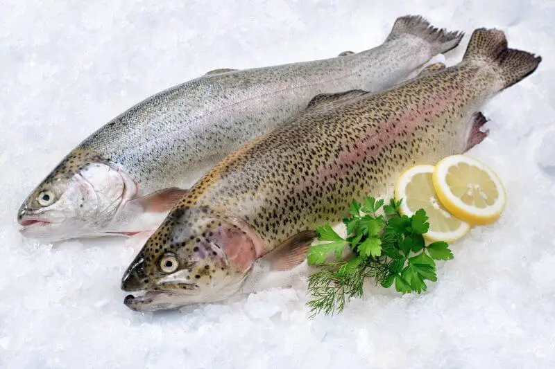 Rainbow trout on ice with lemon slices