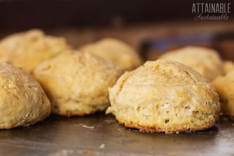 Homemade Buttermilk Biscuits