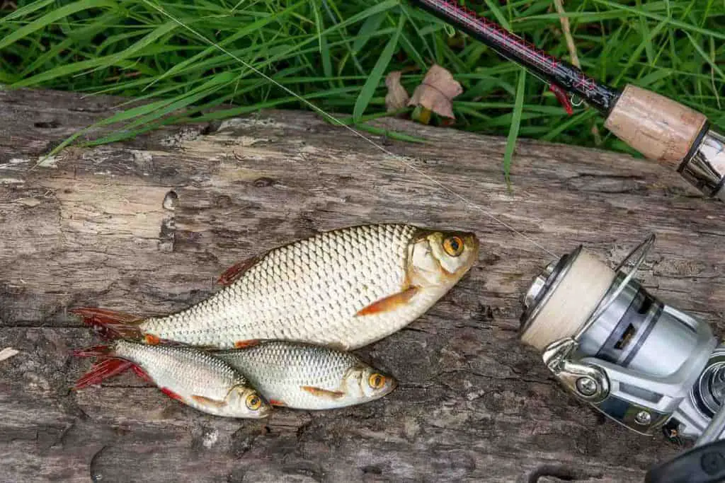 How Long After Catching a Fish Should You Clean It? Tiny Kitchen Divas