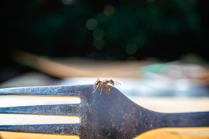 How Do I Get Rid of Ants on My Kitchen Counter