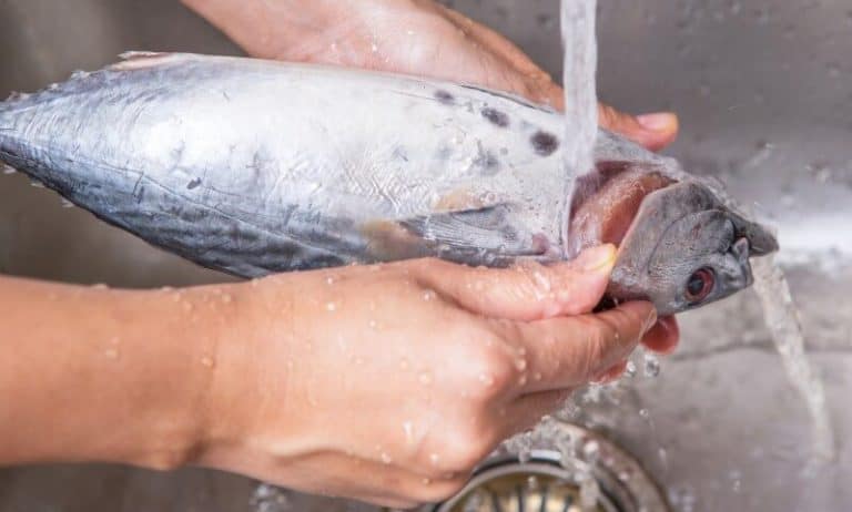 Catching A Cleaner Fish How Long After Catching a Fish Should You Clean It? - Tiny Kitchen Divas