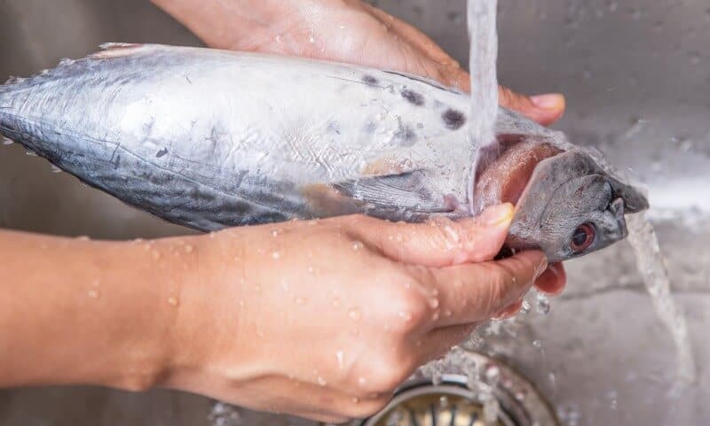 cleaning fish with running water