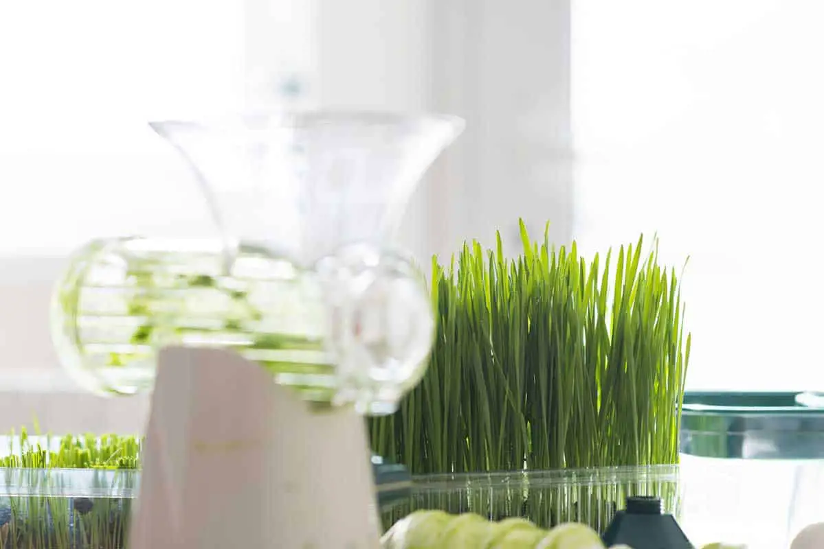what is the best masticating juicer for wheat grass