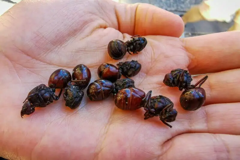 Fried Hormigas in hand