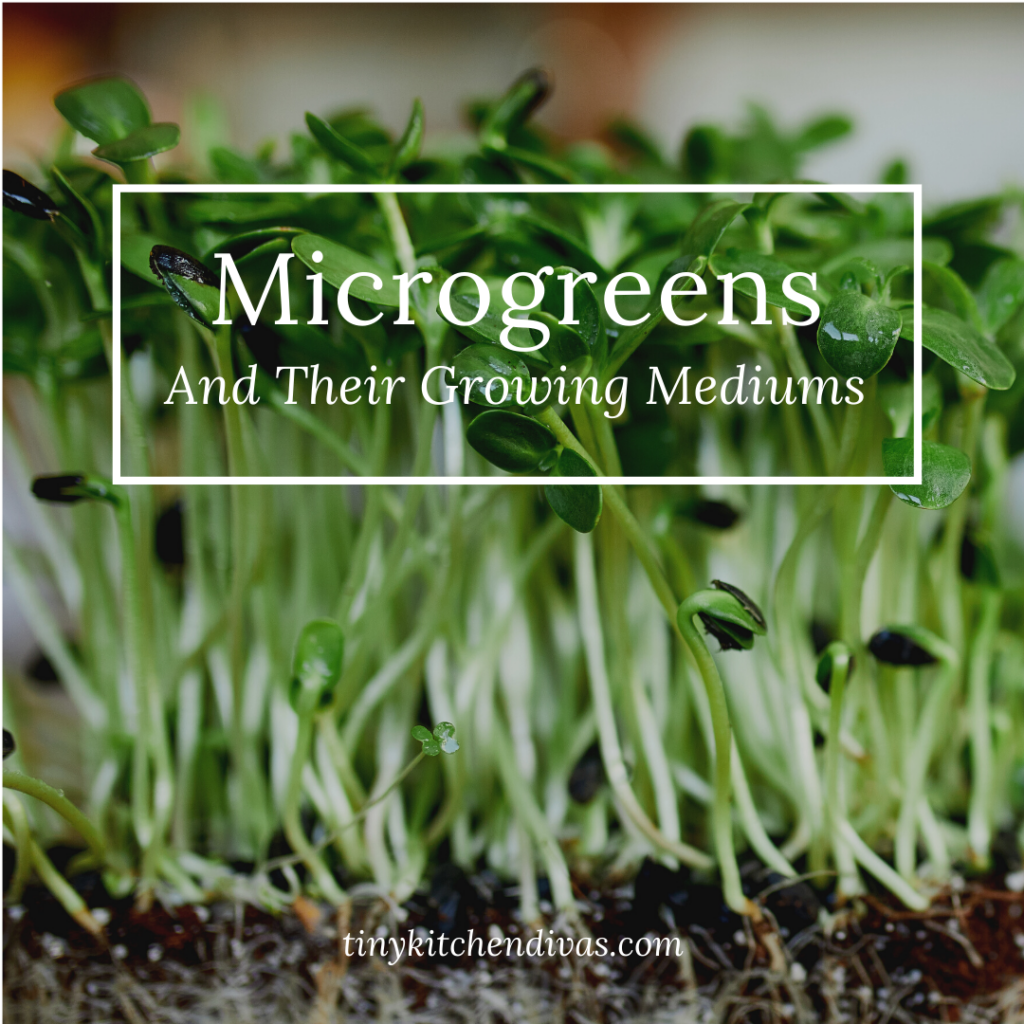 Small And Nutritious, Microgreens And Their Growing Mediums Tiny Kitchen Divas
