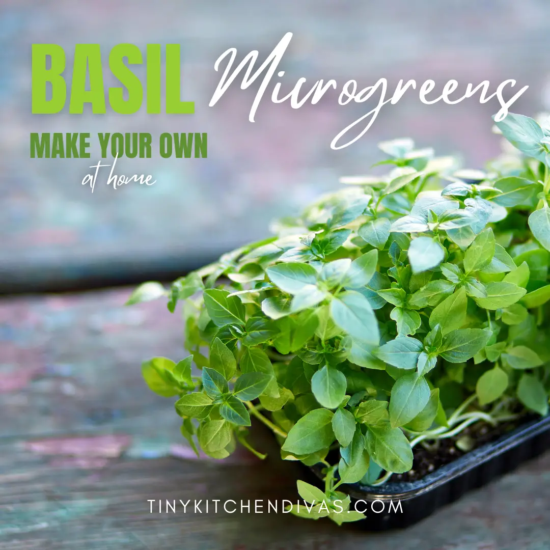 Basil Microgreens: Make Your Own At Home