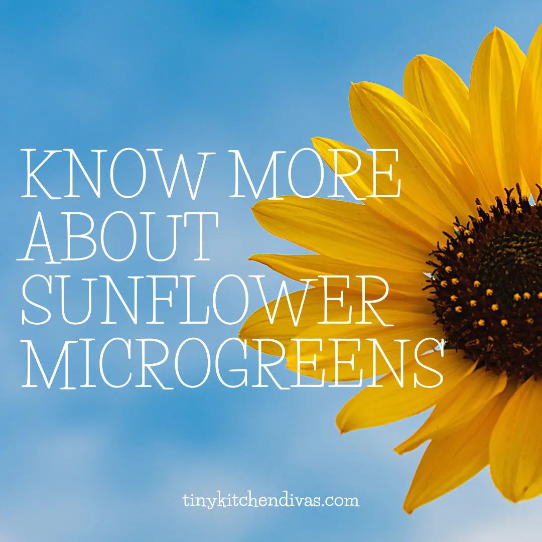 Know More About Sunflower Microgreens