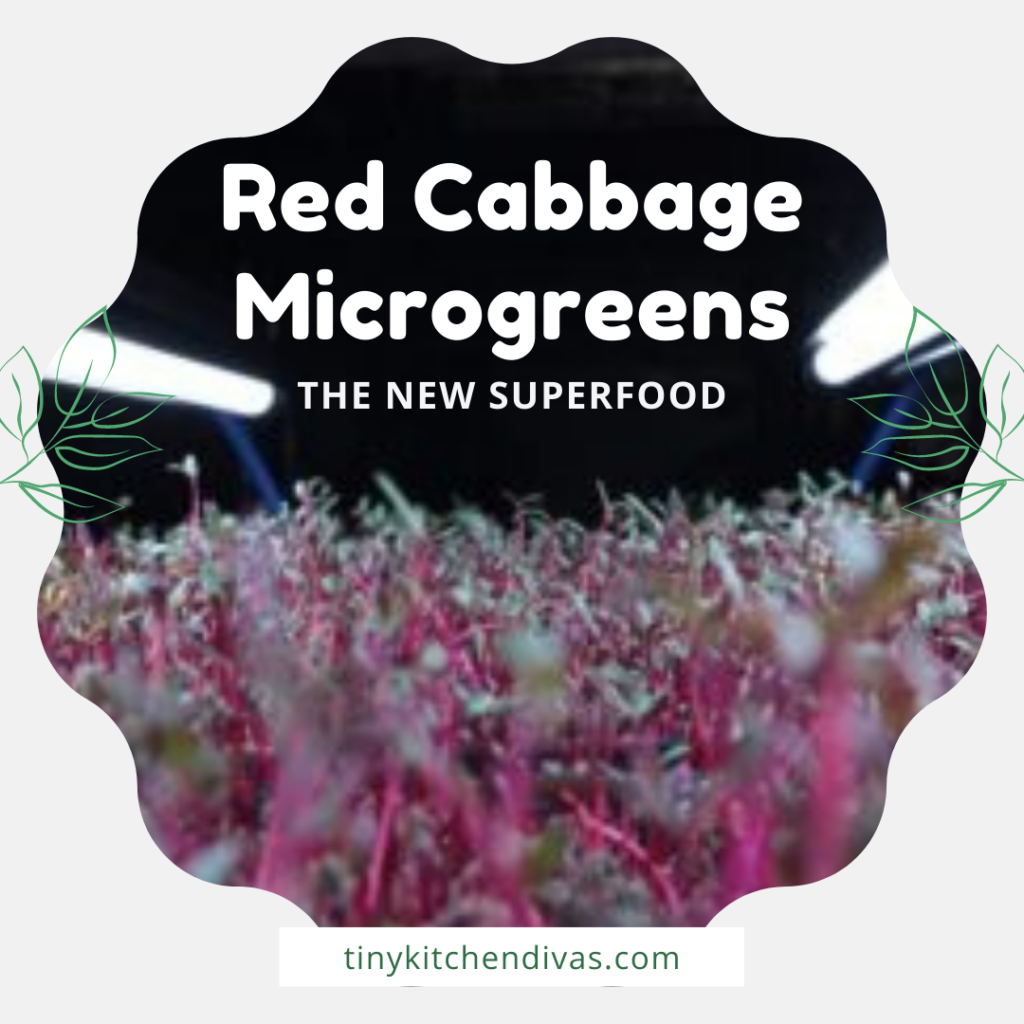 Red Cabbage Microgreens: The New Superfood