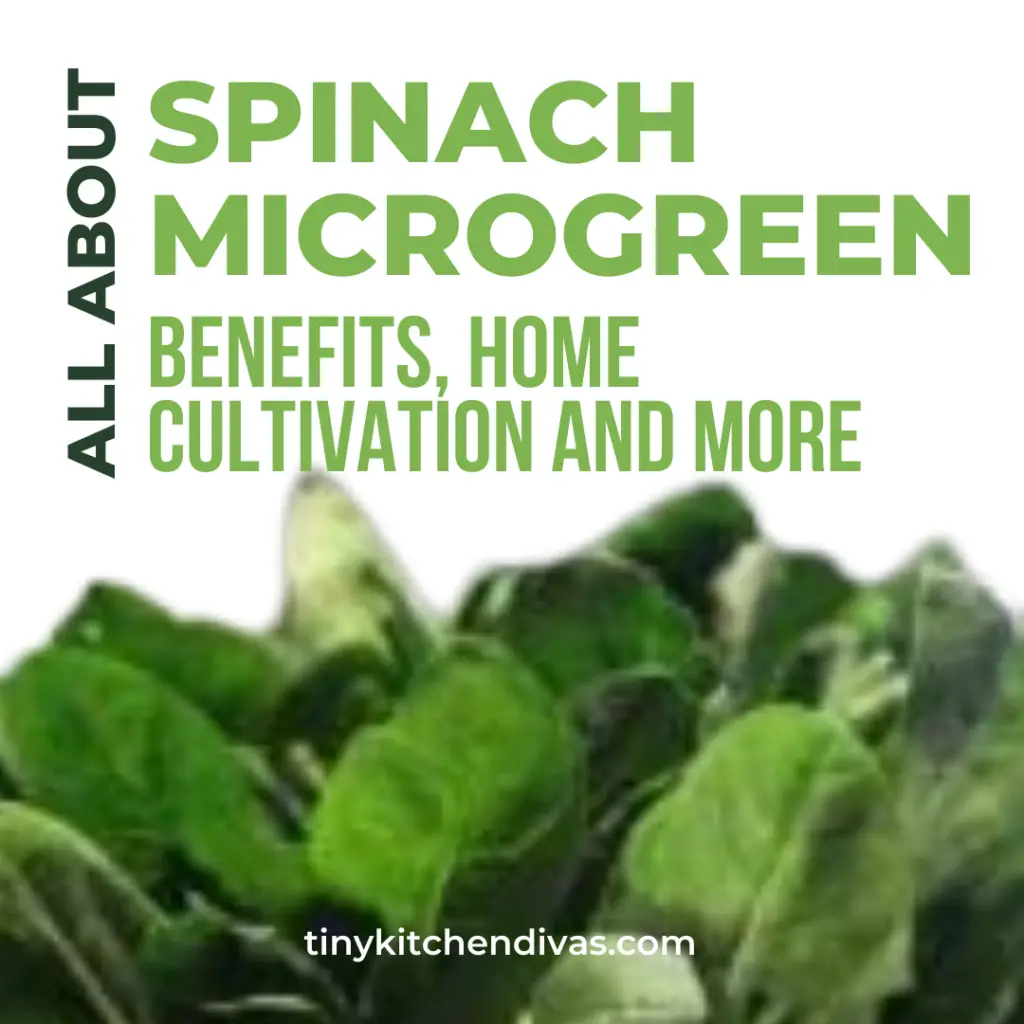All About Spinach Microgreens: Benefits, Home Cultivation And More
